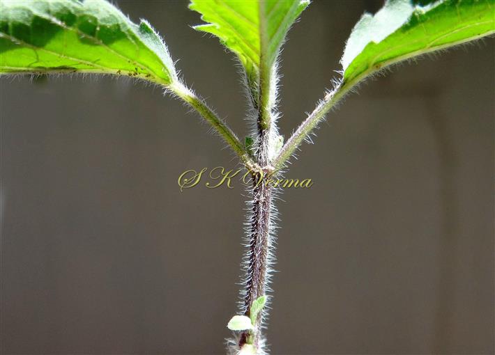  Leafy shoot